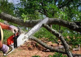 How Our Tree Care Process Works  in Coeur Dalene, ID